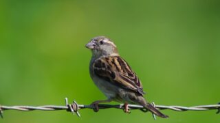 グリーンウォッシュとは